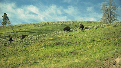 Yellowstone, Jackson Hole, Letus, Oh My-snapshot20070916082747.jpg