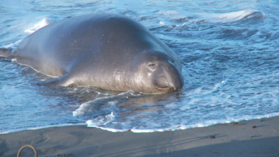 SxS vs Nanoflash stills:  Elephant Seals-eseal_0000_ex1_079.png