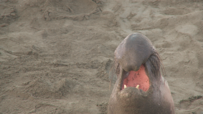 SxS vs Nanoflash stills:  Elephant Seals-eseal_0005_nano_259.png