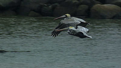 HD200, Zork, Nikon 80-200 2.8 ED fitment-pelicansfly.jpg