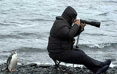 Is this shooter YOU???-penguin-photographer1.jpg