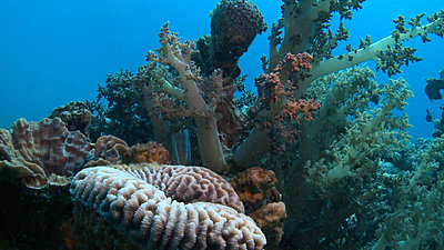 Artificial coral reefs in the Gulf of Aqaba - An underwater documentary-artificial-reefs-gulf-aqaba.mp4_snapshot_03.09_-2011.05.12_19.45.12-.jpg