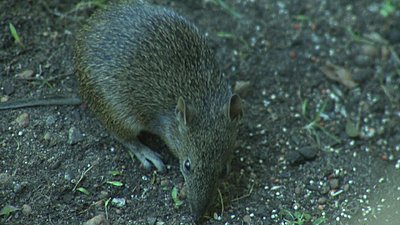 Pl mount for C lenses on SI-2K-juvenile-bandicoot.jpg