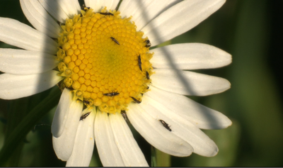 Would a Macro Extension Tube work?-picture-1.png