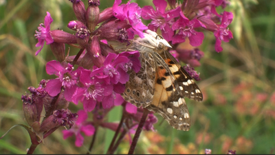 Would a Macro Extension Tube work?-picture-11.png