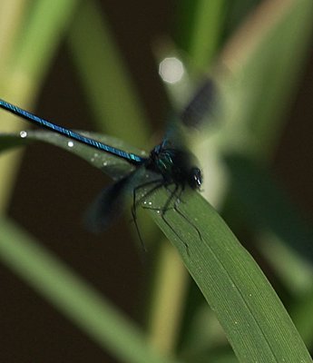 NanoFlash and slowmo-dragonfly-slomo-fs700.jpg