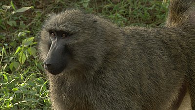 Vincent in Africa-baboonjpg.jpg