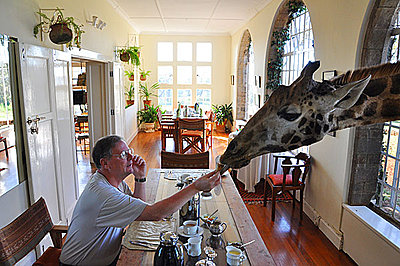 Video on Sony web site-giraffe-manor.jpg