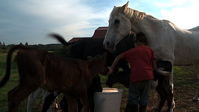 Circular Polarisers-0303-f-feeds-calves.jpg