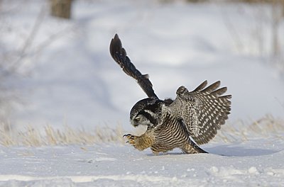 Black Kites on the wing-hawk-owl.jpg