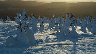 First impressions of RED One for wildlife shooting-trees3.jpg