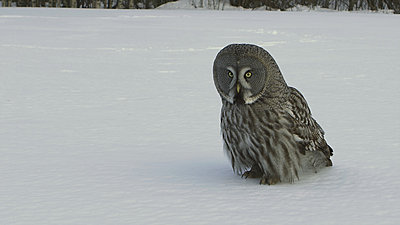 First impressions of RED One for wildlife shooting-great-grey-owl.jpg