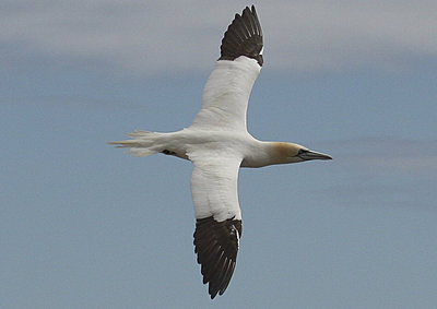 Fast lens for bird-flight-img_0064.jpg