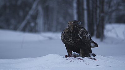 First impressions of RED One for wildlife shooting-golden-eagle-1.jpg