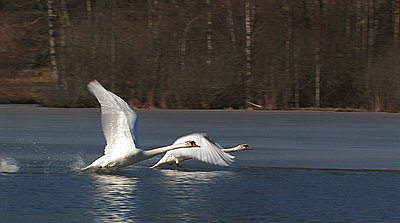 Grace - Mute Swan-grace.jpg