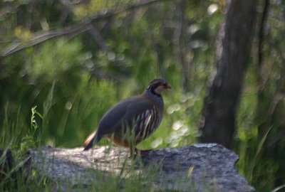 Red legged partridge-red-legged-partridge.jpg