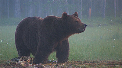 Stabilization of wildlifefootage-bear.jpg