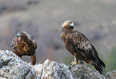 What settings for safari-golden-eagles.jpg