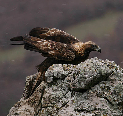 Golden Eagle lands in Spatia-img_9280-copy.jpg