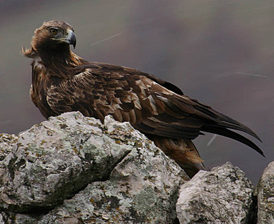 Golden Eagle lands in Spatia-img_9360-copy.jpg