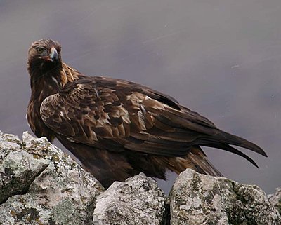 Golden Eagle lands in Spatia-img_9417.copy.jpg