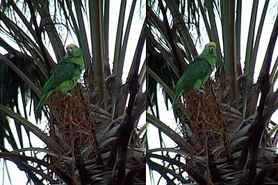 Attaching a Telescope to the DVC30-parrots.jpg