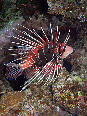 Red Sea - Lots of juicy pics :-)-lion_fish_low.jpg