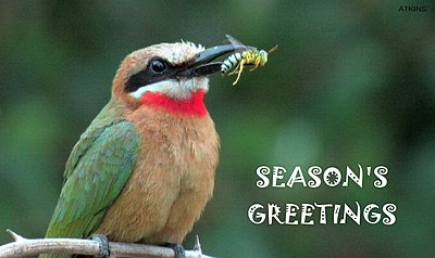 Season's Greetings Everyone!-christmas_bee-eater.jpg