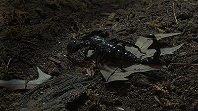 UC29-"Why do scorpions glow in the dark?"- Mike Sims-shadow-after.jpg