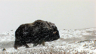 Tales of Wonder and Woe: UWOL #5-muskox.jpg